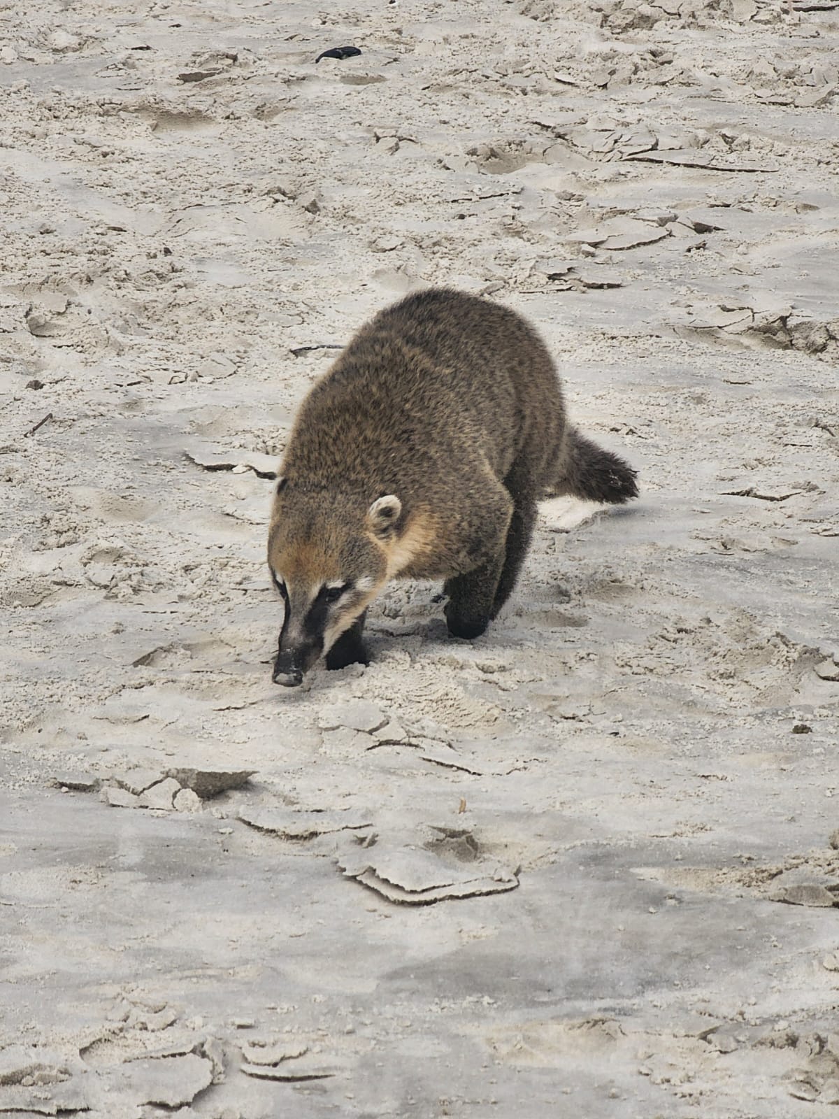 Passeio Panorâmico Ilha do Campeche - Imagem 4
